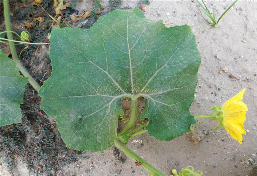  Plant with Male Flower